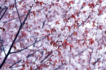 Sakura. Cherry Blossom in Springtime. Beautiful White Flowers