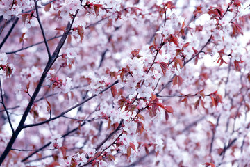 Fototapeta premium Sakura. Cherry Blossom in Springtime. Beautiful White Flowers