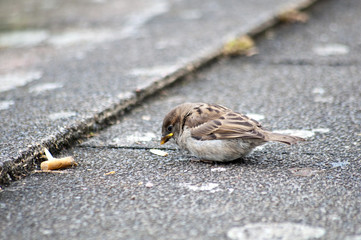 Sperling auf der Straße