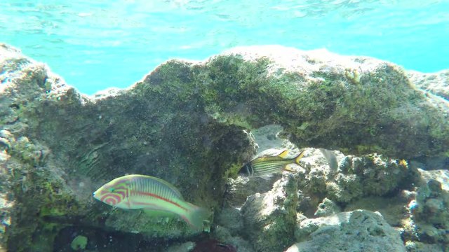 Rainbow Wrasses and Butterflyfishes Swimming Between the Rocks on the Seabed Egypt Red Sea Underwater 4k Uhd Video
