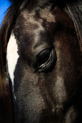 Black, white and brown horses outside in pasture, closeup