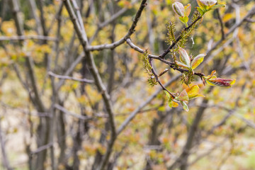 Inflorescence of a willow (Salix silesiaca).