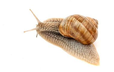 snail isolated