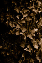 Frühlingsnaturbilder