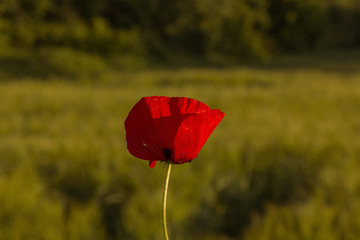 Close up in wild poppy flower