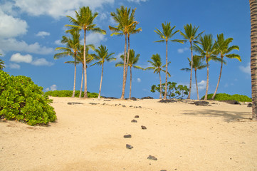 Hawaiian beach / Beautiful sand beach with lots of palm trees at Hawaii