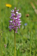 Helm-Knabenkraut (Orchis militaris)
