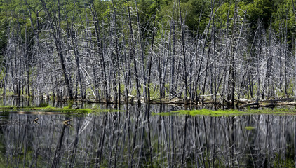 lake trees reflection