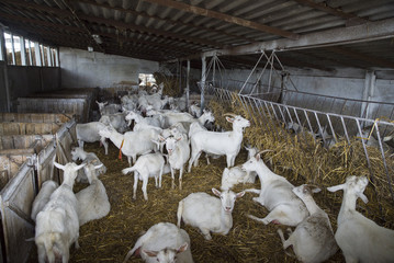 White Swiss Saanen goats on the farm