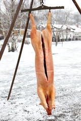 Whole pig carcass hanging.Traditional pig slaughter.