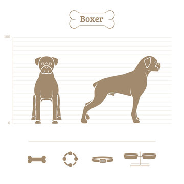 Boxer on the dimensional scale. Items for dogs. Face and profile. Vector illustration.