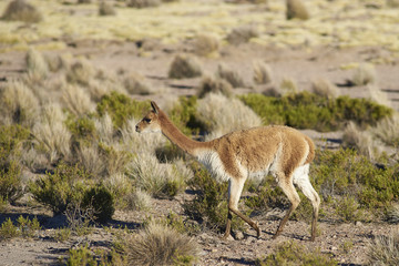 Vicuna (Vicugna vicugna) in Lauca National Park, northern Chile