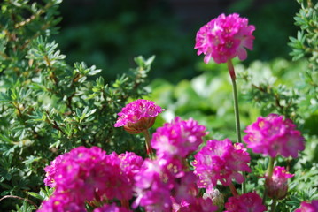 Grasnelken (Armeria)