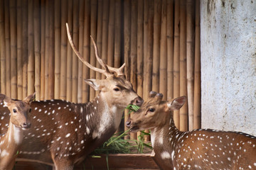 Spotted deer / Portrait of Chital, Spotted deer in farm.