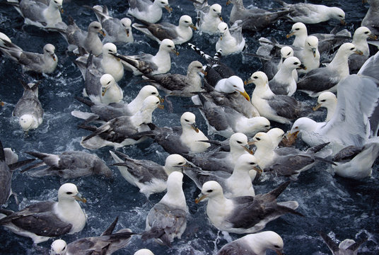 Gulls by the water, Norway.