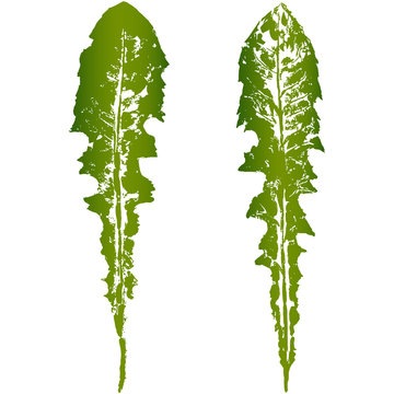 leaves imprint, sheet printing