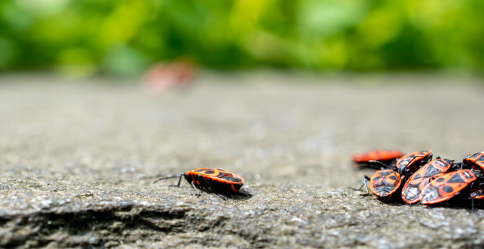 group of fire colored beetle on a stone wall with a isolated fire colored beetle,
feuerk&auml;fer, firebug, cardinal