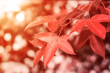 Red Autumn Leaves Background
