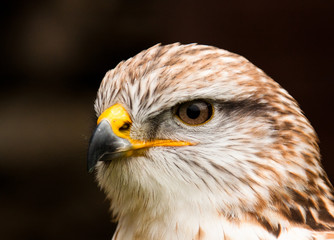 Königsrauhfussbussard (Buteo regalis)
