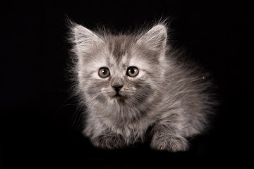 Fluffy gray kitten on a black background