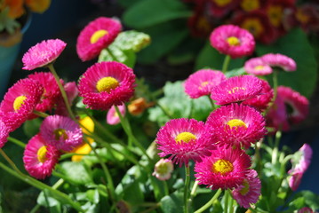 Tausendschön, Maßliebchen, Gänseblümchen (Bellis perennis) © summersum