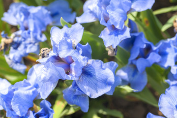 Bunch of flowers