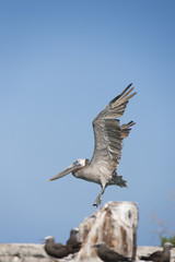 flying pelican bird
