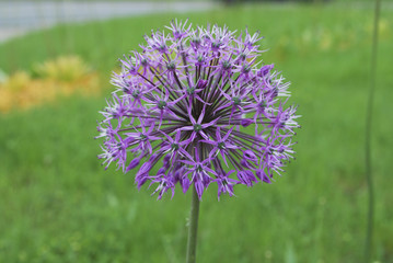 Allium stipitatum 'Violet Beauty' blossom. Elegant, slender stems are topped with somewhat flat-bottomed, dome-shaped clusters of violet flowers. Decorative plants for landscaping.