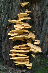 Laetiporus sulphureus