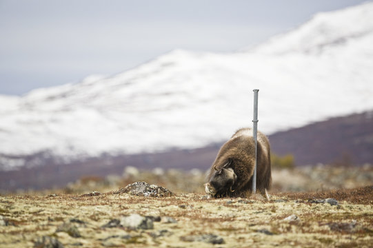 Muskoxen in mountain landscape in the autumn, Norway.