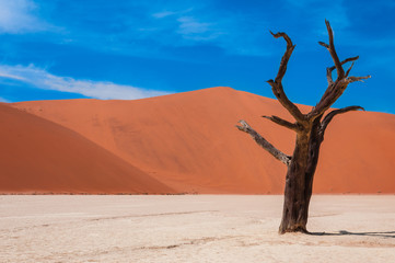Toter Baum im Deadvlei; Namibia