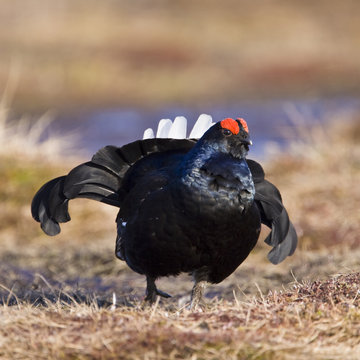 Black grouse on bog, Sweden.