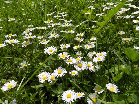Many daisies on meadow in spring