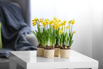 Blooming narcissus flowers on table indoors