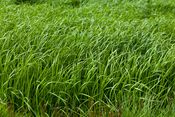 Background of a green grass. Green grass texture