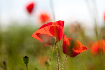 Obraz premium Field with poppies (Papaver rhoeas)