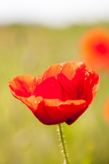 Obraz premium Pole z makami (Papaver rhoeas)