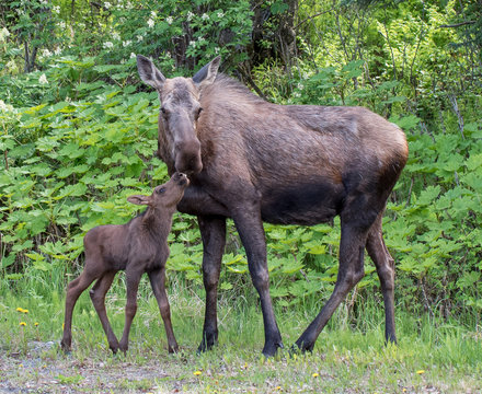 Cow moose and its calf
