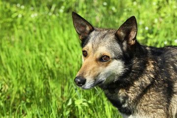 Dog in fresh green grass, close up