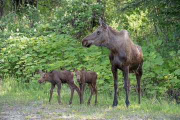 Cow moose and twin calves