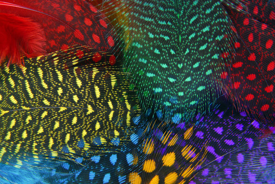 closeup of the color feather background