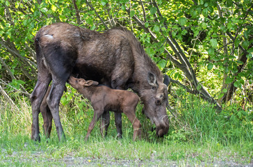Cow moose feeding its twin calves