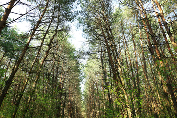 Fototapeta premium Green forest in springtime