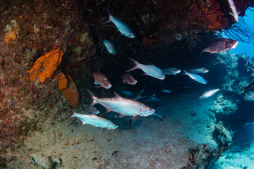 Fototapeta na wymiar Tarpon under an overhang on a tropical coral reef