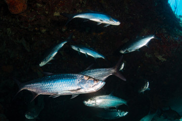 Naklejka premium Tarpon on a coral reef