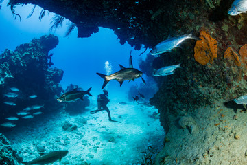 Fototapeta na wymiar Tarpon and a SCUBA diver on a tropical reef