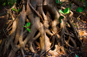  Tree root, India