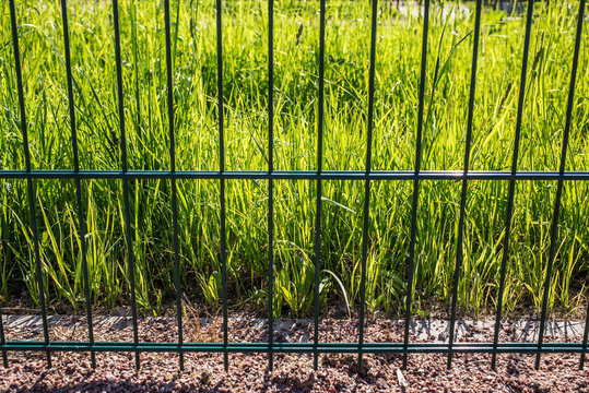 Grass green Sweda illuminated sun rays is behind metal fence, the warm spring day