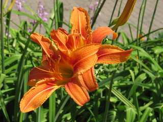 Bright day-lily blossomed in the sun on a flowerbed in the park