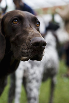 A dog, Sweden.